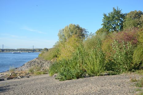 Junge Pappeln am Rheinufer