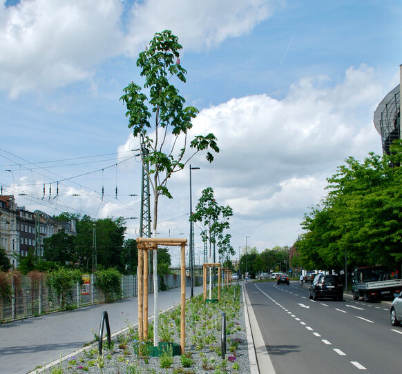 Neugepflanzte Bäume entlang einer mehrspurigen Straße.