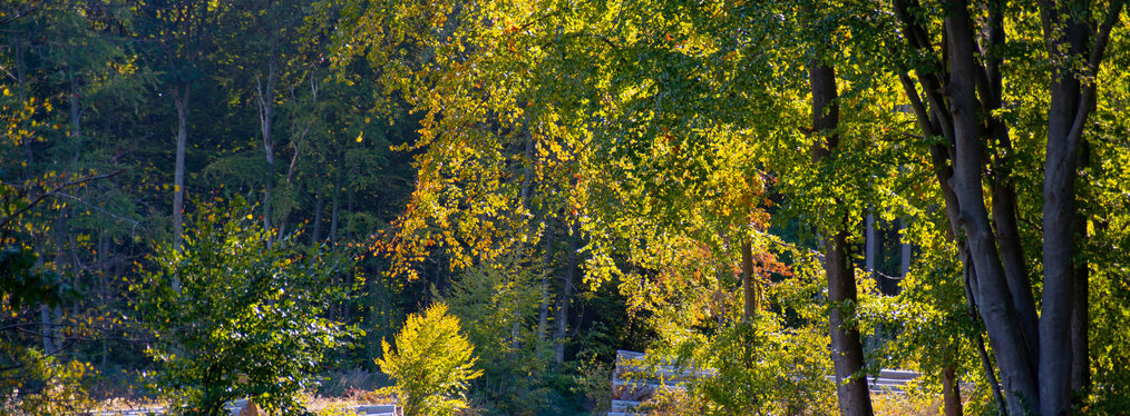 Herbstlich gefärbte Bäume im Wald