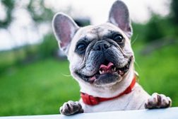 Französiche Bulldogge mit rotem Halsband
