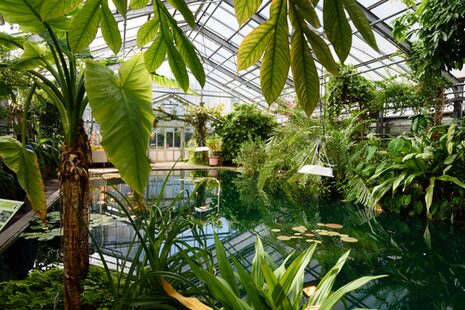 Schaugewächshaus in den Botanischen Gärten mit Teich und Palmen