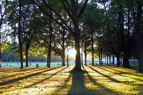 Beim Sonnenuntergang scheint die Sonne durch die Baumreihen im Hofgarten