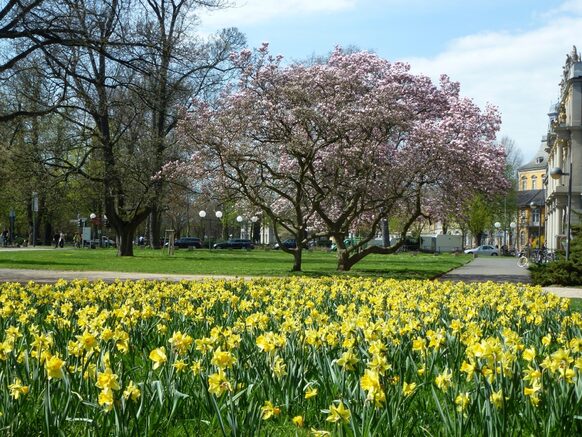 Der Alte Zoll ist Teil des wichtigsten Bonner Gartenensembles aus dem 18. Jahrhundert, zu dem außerdem der Hofgarten mit dem Poppelsdorfer Schloss, der Stadtgarten, die Poppelsdorfer Allee und der Botanische Garten sowie das Baumschulwäldchen gehören.