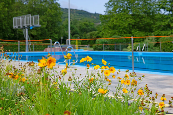 Auf dem Bild blühen im Vordergrund gelbe Blumen, dahinter ist das Schwimmerbecken und der Sprungturm im Friesdorfer Schwimmbad zu sehen.