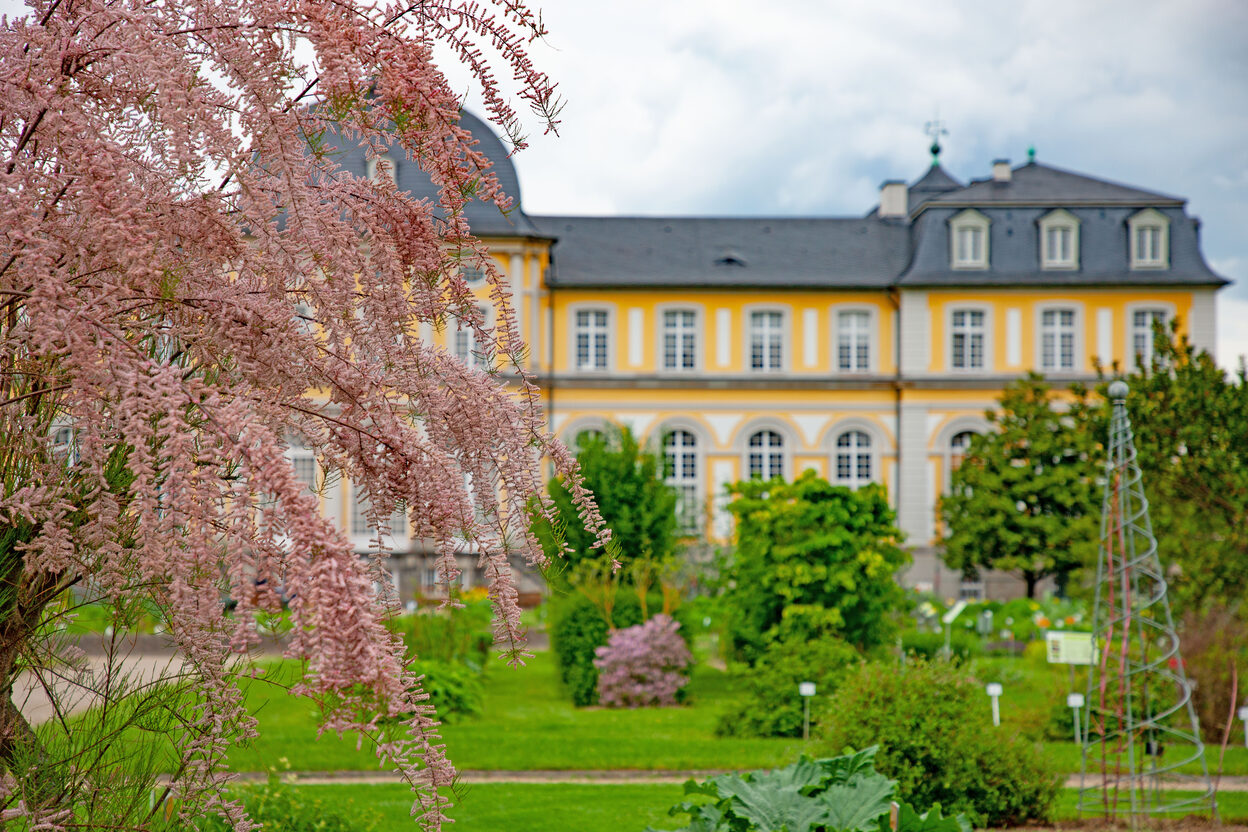 Rosa blühende Bäume vor dem Poppelsdorfer Schloss