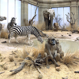 Ausstellung im Museum Koenig mit ausgestopftem Elefanten, Zebras und Pavianen