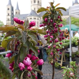 Nahaufnahme von pinken Blüten vor den Ständen des Frühlingsmarktes