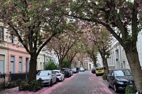 Ende der Kirschblüte in der Altstadt