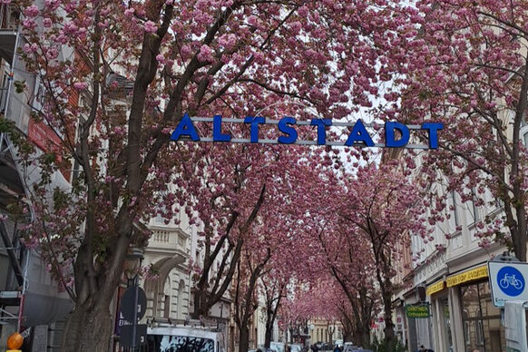 Eingang Altstadt mit Kirschblüte