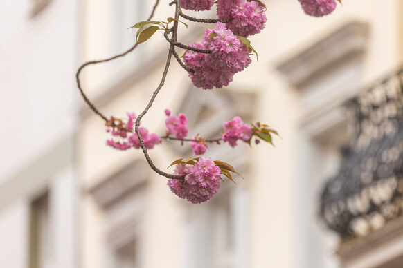 Kirschblüte in der Heerstraße.