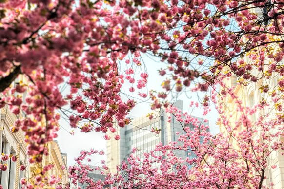 Blick auf das Stadthaus umrahmt von Kirschblüten