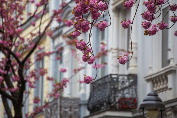 Herabhängende Kirschblüten vor einem Haus