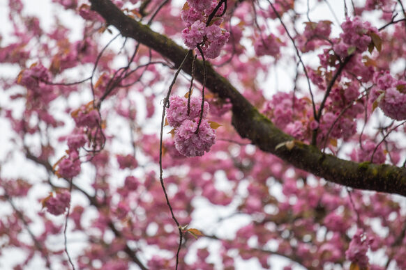 Kirschblüten an einem Baum