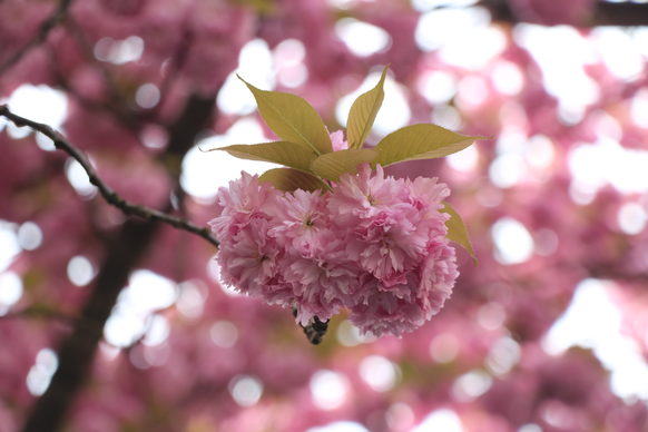 Das Foto zeigt Kirschblüten in der Nahaufnahme.