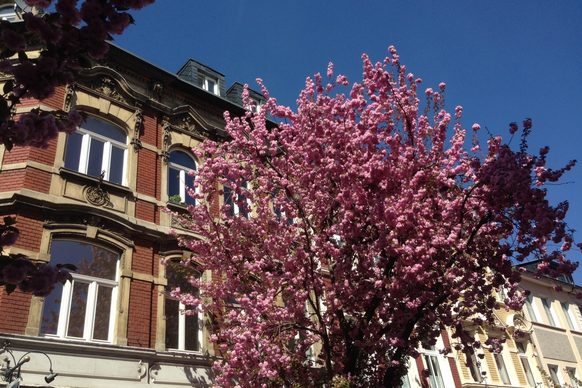 Kirschblütenbaum vor einem Haus in der Bonner Altstadt