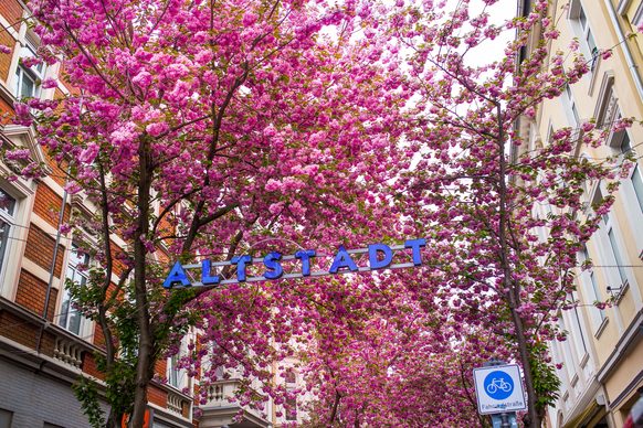 Die Breite Straße mit Kirschblütenbäumen und dem Altstadt-Schild.