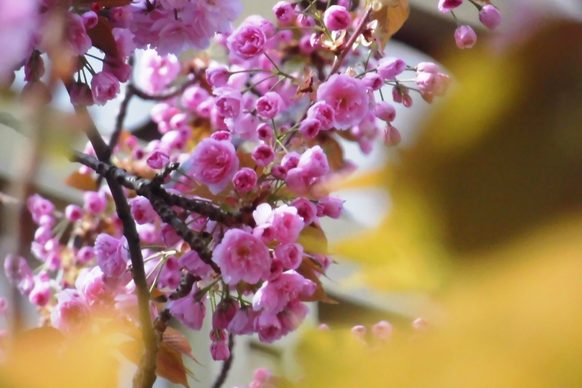 Detailaufnahme von leuchtend pinken Kirschblüten