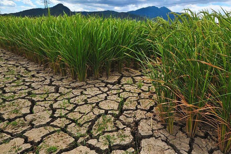 © IRRI (International Rice Research Institute), Philippines