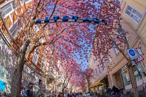 Kirschblüten in der Breitestraße