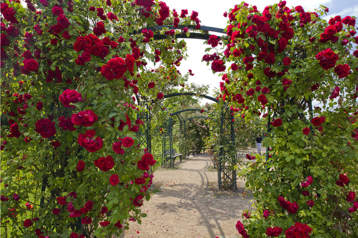 Rose garden at Rheinaue Leisure Park