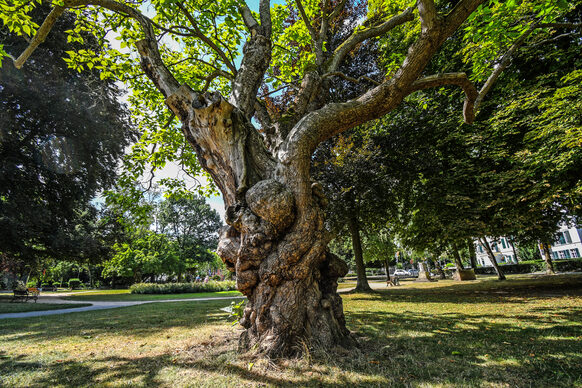 Knorriger Baum im Bad Godesberger Stadtpark
