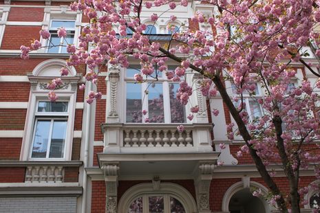 Facade with cherry blossoms