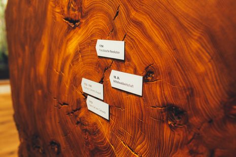 Eine ca. 300 Jahre alte Baumscheibe mit Jahreszahlen und Ereignissen an den Jahresringen.
