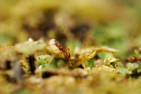 Ameisen auf dem Waldboden