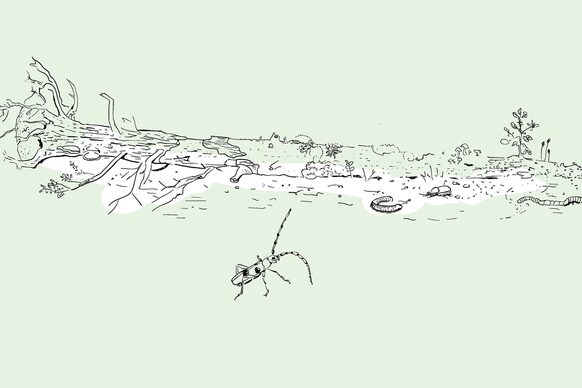 Zeichnung eines abgestorbenen Baumstamms mit Insekten und Würmern