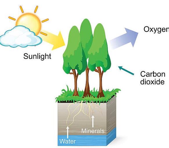 Die Illustration zeigt vereinfacht den Vorgang der Photosynthese