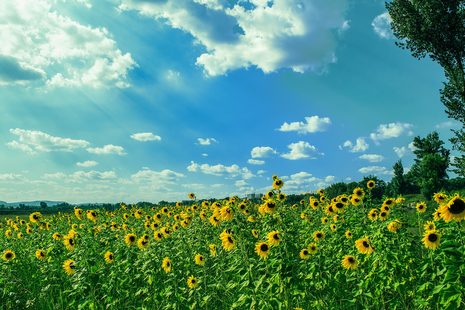 Ein Feld voller Sonnenblumen vor blauem Himmel mit weißen Wolken
