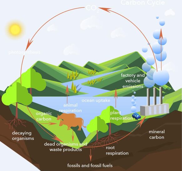 Schematische Darstellung des Kohlenstoffkreislaufs