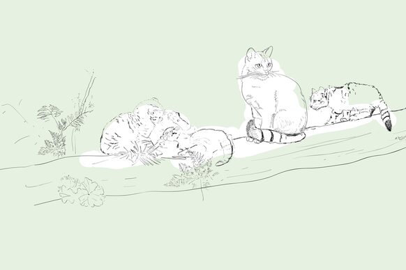 Zeichnung einer Wildkatze