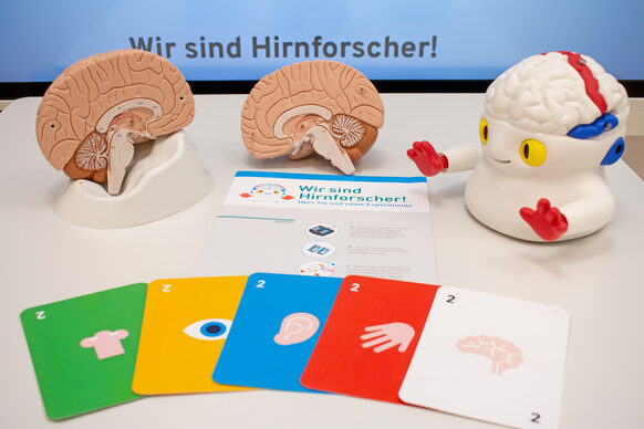 Ein aufgeschnittenes Modell eines Gehirns und verschiedene bunte Karten zu den fünf Sinnen