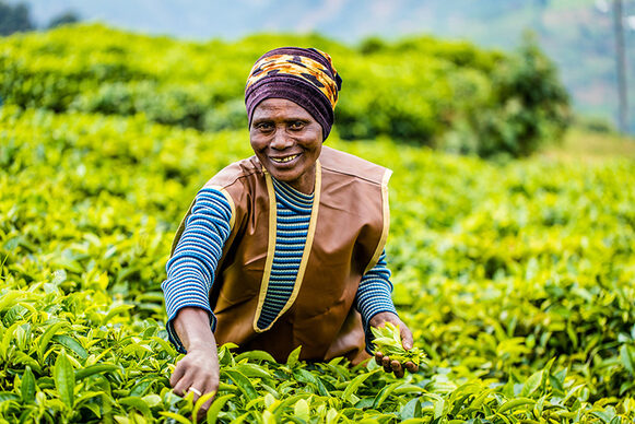 Arbeiterin auf einer Teeplantage