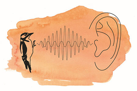 Gezeichneter Vogel und Ohr mit Linien, die Schallwellen darstellen sollen