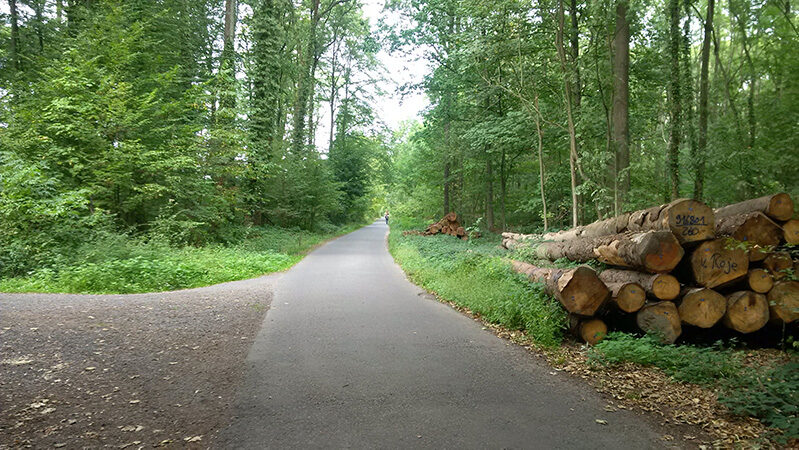 Waldweg mit Laubbäumen, am Wegrand liegen Holzstämme