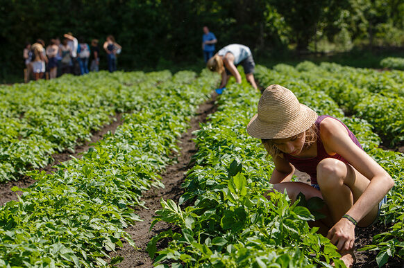 Menschen arbeiten in einem Feld, im Vordergrund eine junge Frau mit Strohhut