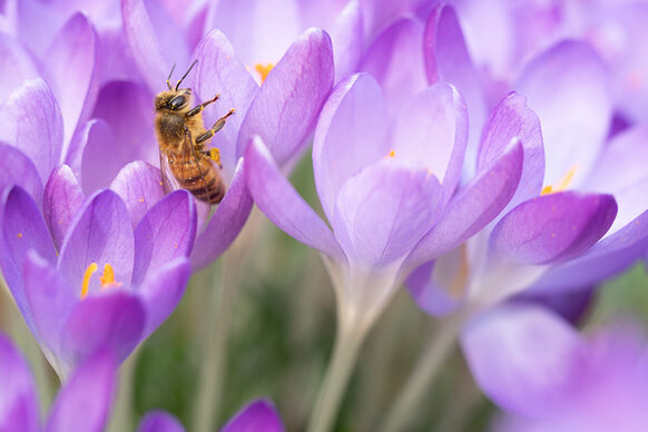 Biene in einer lilafarbenen Krokusblüte