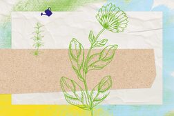 Die Zeichnung zeigt eine Pflanze und eine Gießkanne