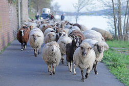 Eine Schafherde läuft einen asphaltieren Weg am Rheinufer entlang