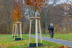 Neugepflanzte Bäume neben einem Radweg mit Radfahrer in der Beueler Rheinaue