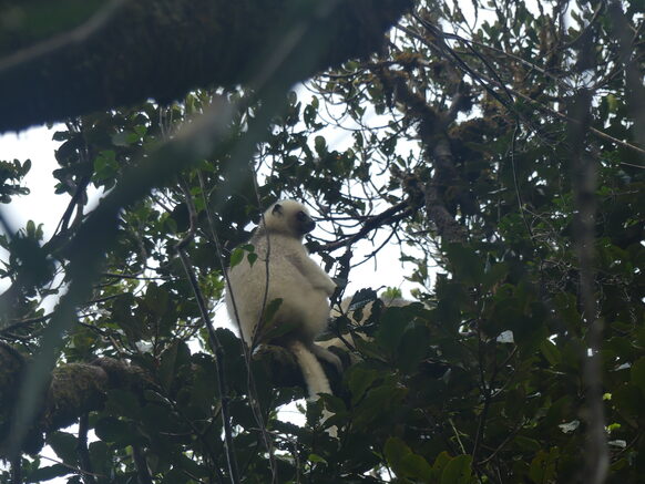 Ein Lemur sitzt im Regenwald auf einem Baum