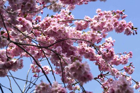 Die Kirschblüte in Bonn, die alljährlich im Frühjahr Touristen wie Bonner gleichermaßen fasziniert, gehört schon heute zu den gefragtesten Sehenswürdigkeiten der asiatischen Touristen. Schon am 1. April 2016 zeigten sich in der Maxstraße die ersten Blüten.