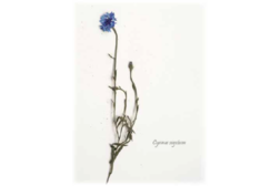 Das Bild zeigt eine getrocknete und gepresste blaue Blume, fotografiert von Ellen R. Dornhaus.