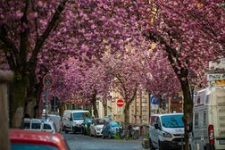 Kirschblüten in der Bonner Altstadt.