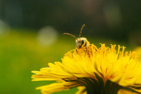 Eine Biene auf einer gelben Blüte