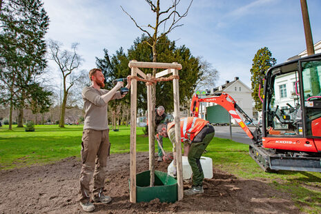 Das  Bild zeigt drei Mitarbeitende des Amtes für Umwelt und Stadtgrün beim Pflanzen eines Baumes.