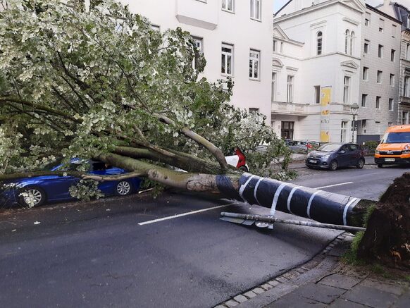 Der umgestürzte Baum liegt quer über die Lennéstraße und hat zwei Autos unter sich begraben.