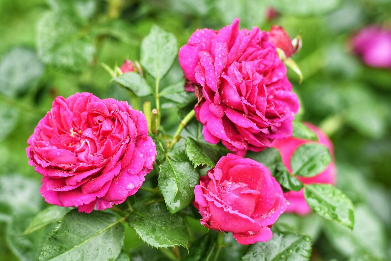 Die purpur-violetten Blüten der neugezüchteten Beethoven-Rose